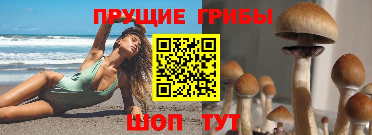 Псилоцибиновые грибы Cubensis  Вход с VPN  Десногорск 